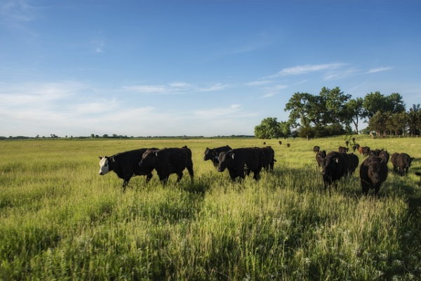 Cattle, Livestock, Pasture